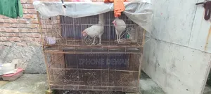 Bird and Chicken Cage