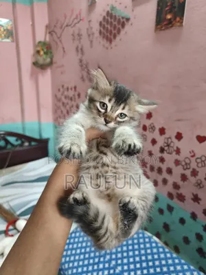 1-3 Months Male Mixed Breed Persian