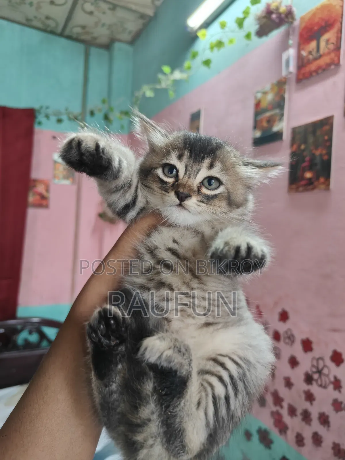 1-3 Months Male Mixed Breed Persian