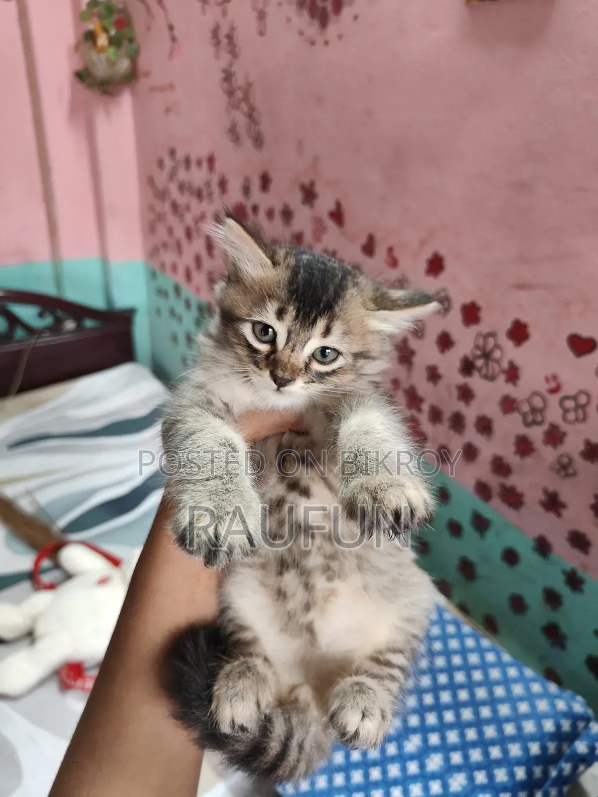 1-3 Months Male Mixed Breed Persian