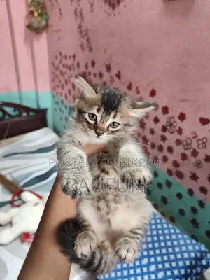 1-3 Months Male Mixed Breed Persian