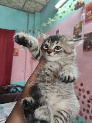 1-3 Months Male Mixed Breed Persian