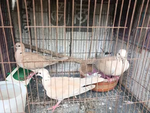 Pair of Dove Birds