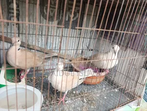 Pair of Dove Birds