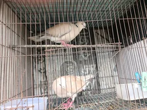 Pair of Dove Birds