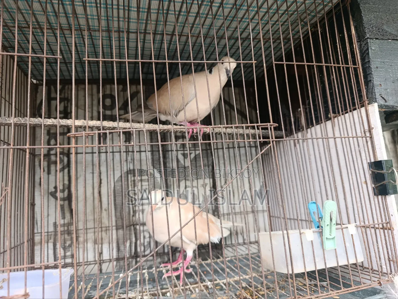 Pair of Dove Birds