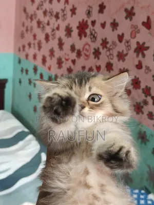 1-3 Months Male Purebred Persian