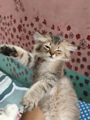 1-3 Months Male Purebred Persian