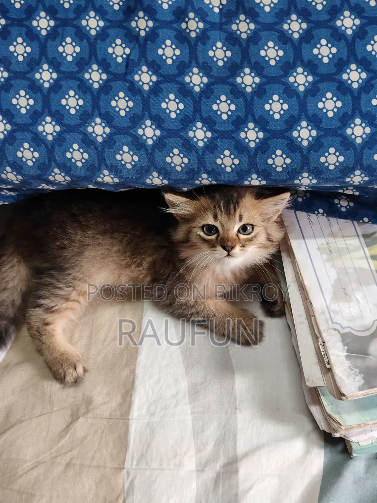 1-3 Months Male Purebred Persian