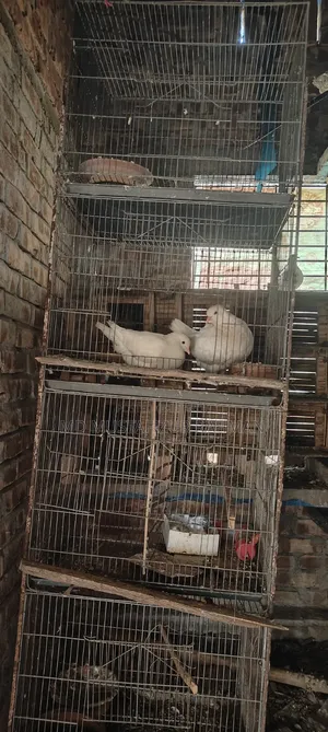 This cage is for sale, 4 compartments