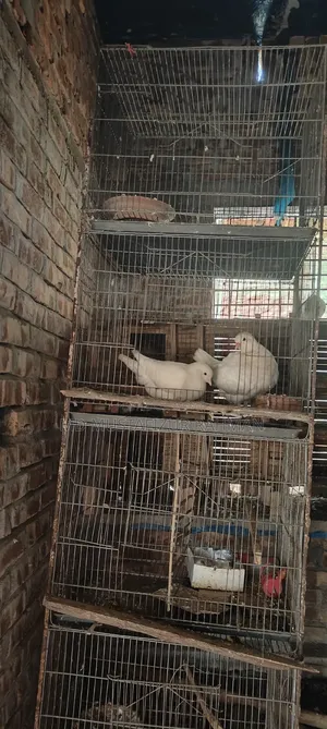 This cage is for sale, 4 compartments