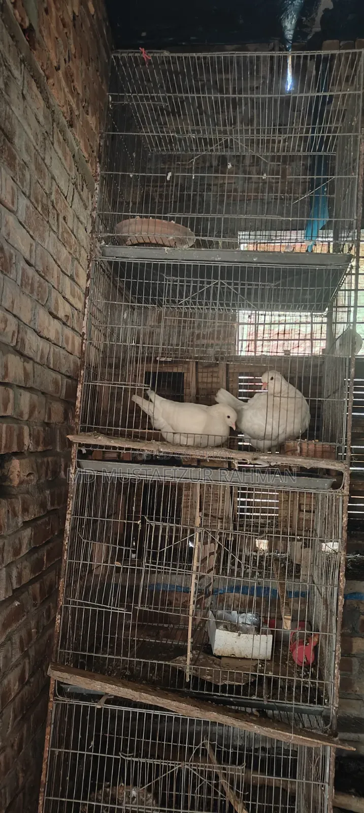 This cage is for sale, 4 compartments