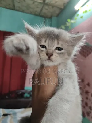 1-3 Months Female Purebred Persian