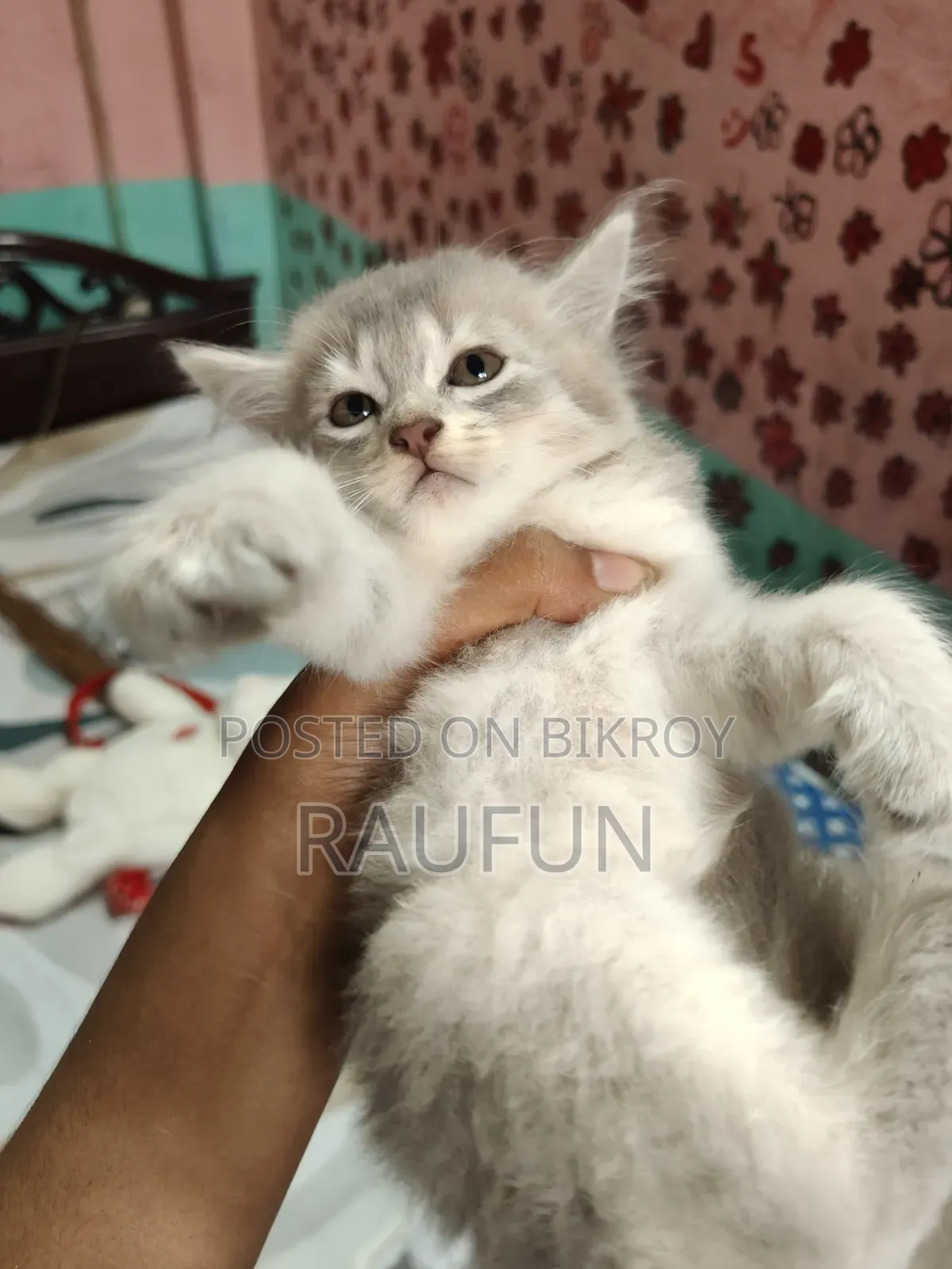 1-3 Months Female Purebred Persian