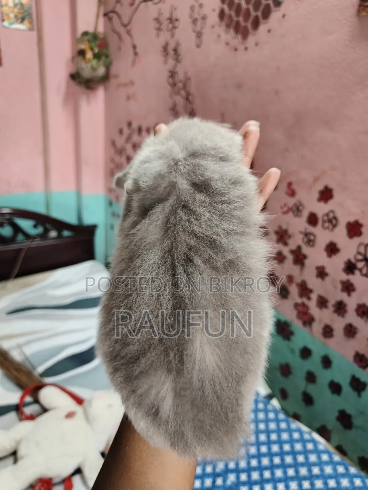 1-3 Months Female Purebred Persian