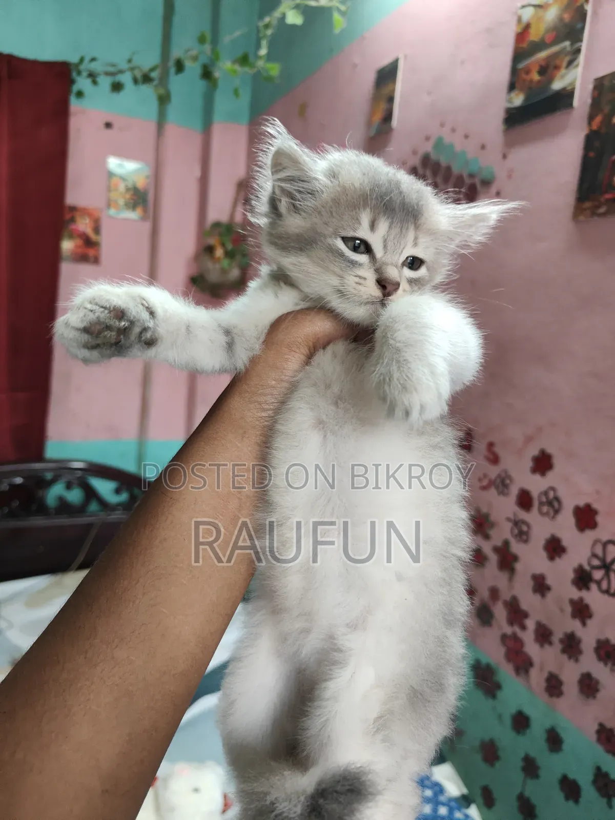 1-3 Months Female Purebred Persian
