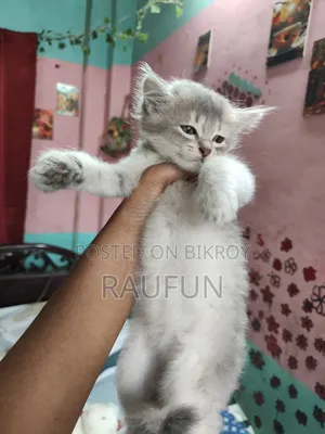 1-3 Months Female Purebred Persian