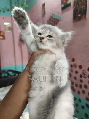 1-3 Months Female Purebred Persian
