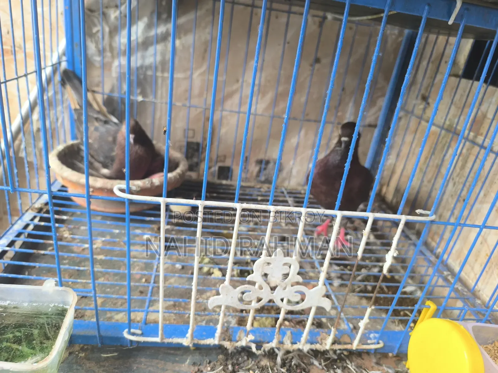 Red Sundari Pigeon Running Pair