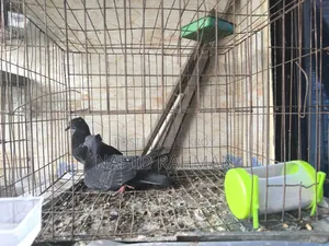 Red Sundari Pigeon Running Pair