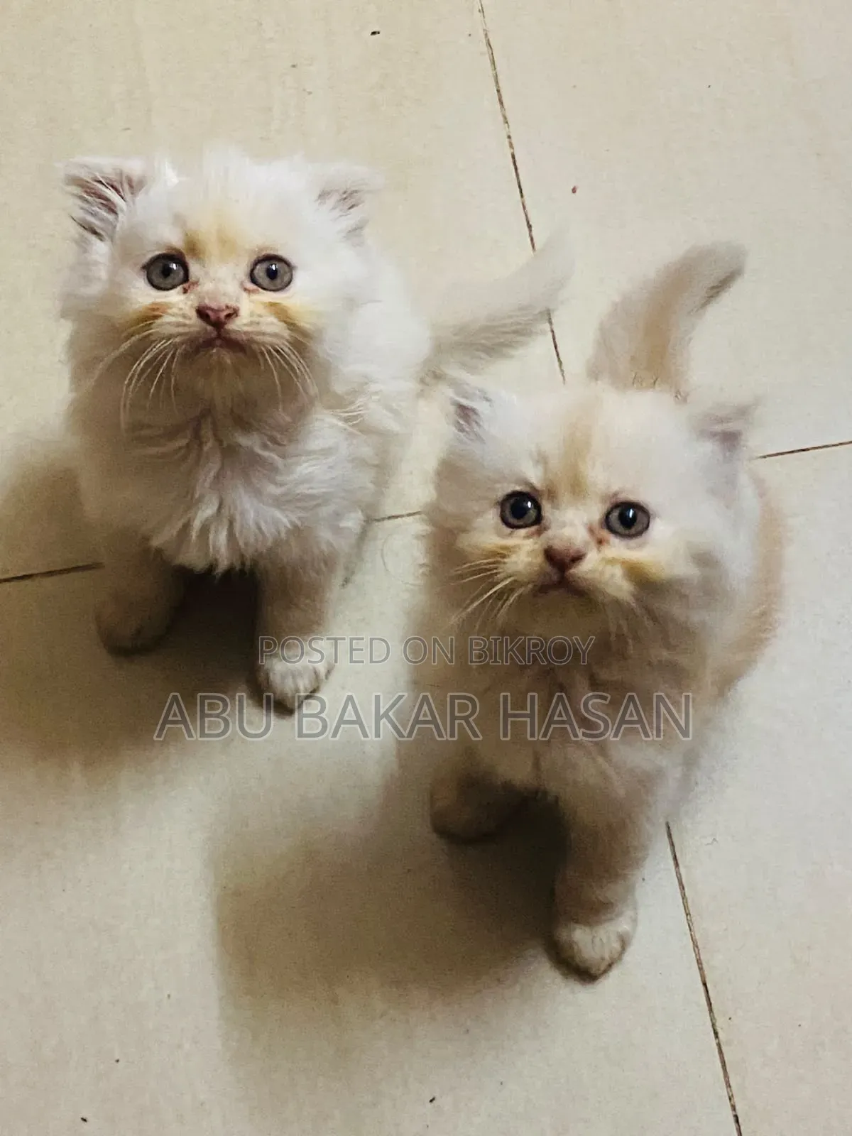 1-3 Months Male Mixed Breed Persian