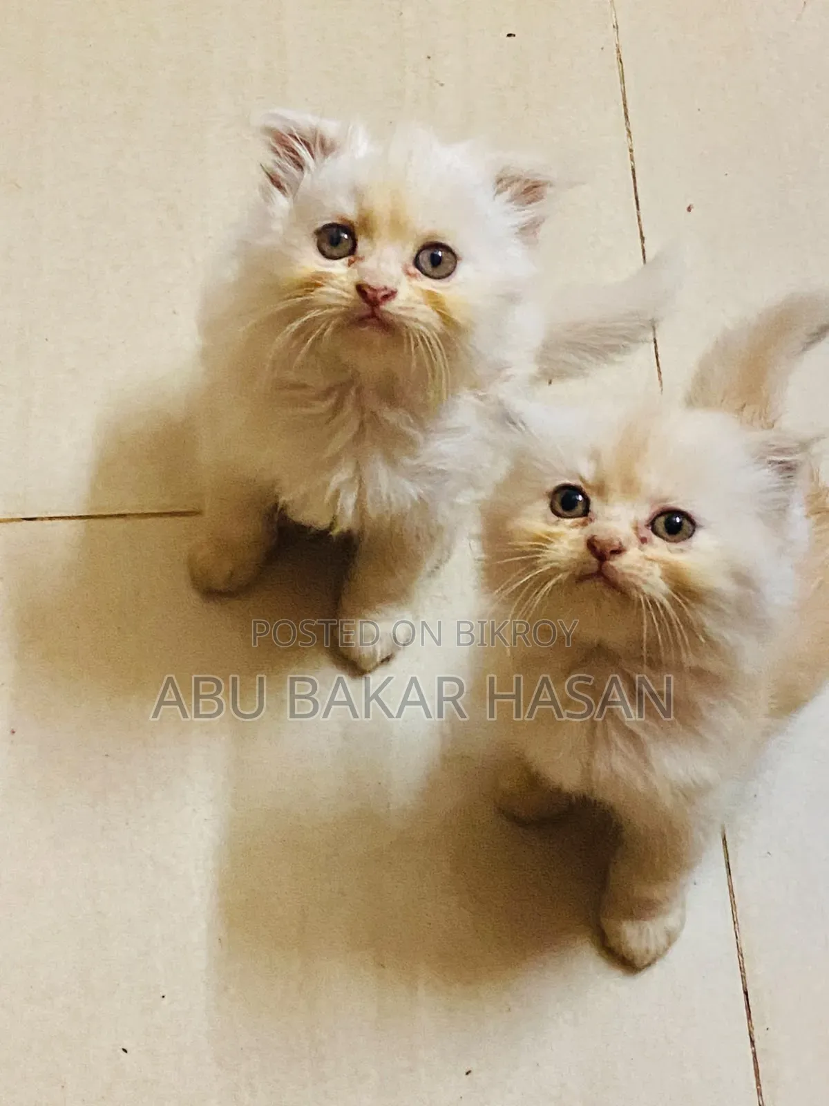 1-3 Months Male Mixed Breed Persian