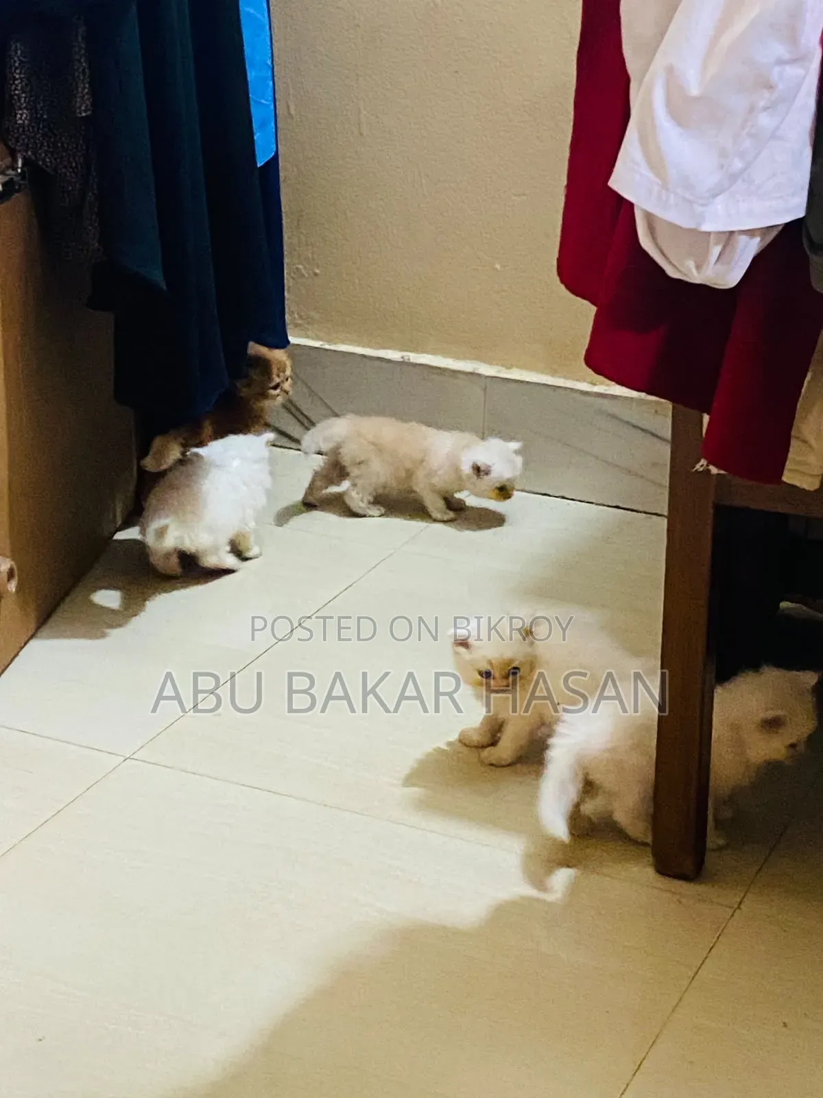 1-3 Months Male Mixed Breed Persian