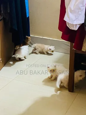 1-3 Months Male Mixed Breed Persian