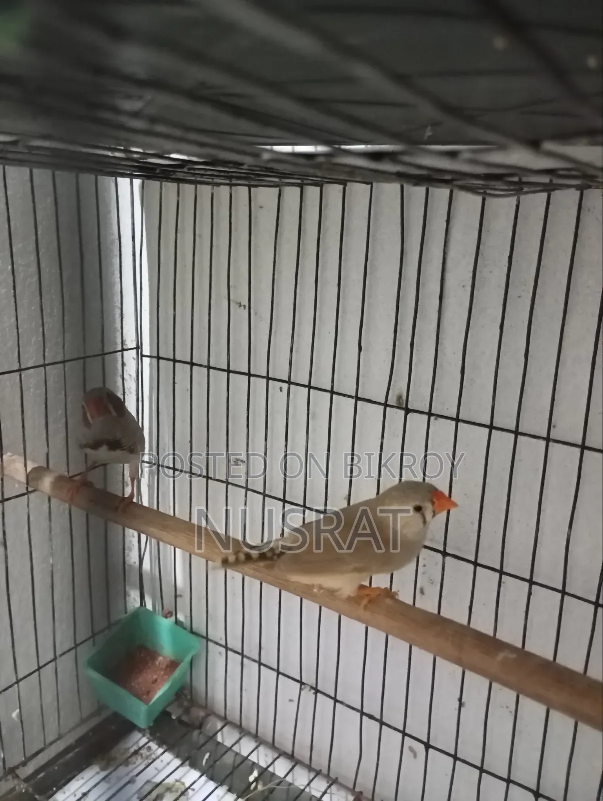Finch 1 Pair