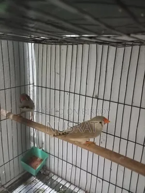 Finch 1 Pair