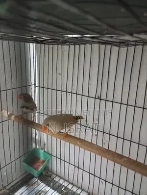 Finch 1 Pair