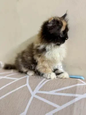 1-3 Months Female Purebred Persian