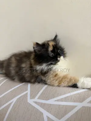 1-3 Months Female Purebred Persian
