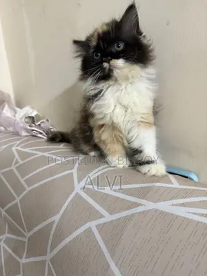 1-3 Months Female Purebred Persian