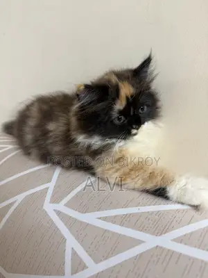 1-3 Months Female Purebred Persian