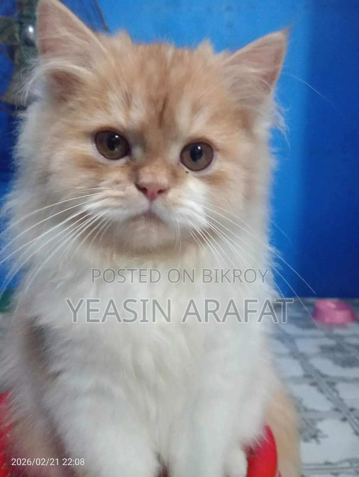 6-12 Months Male Purebred Persian