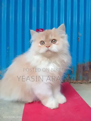 6-12 Months Male Purebred Persian