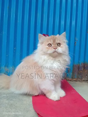 6-12 Months Male Purebred Persian