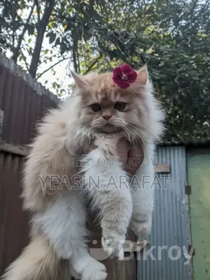6-12 Months Male Purebred Persian