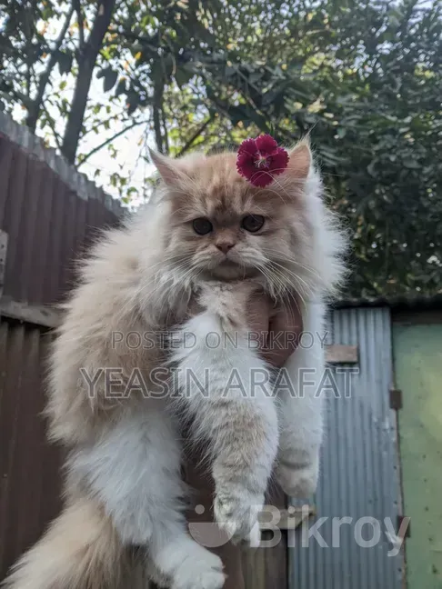 6-12 Months Male Purebred Persian