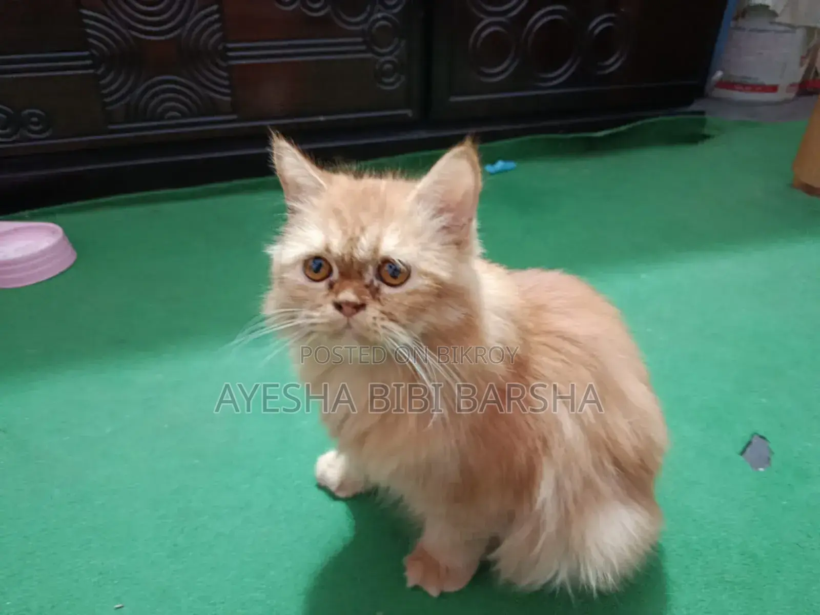 6-12 Months Male Purebred Persian