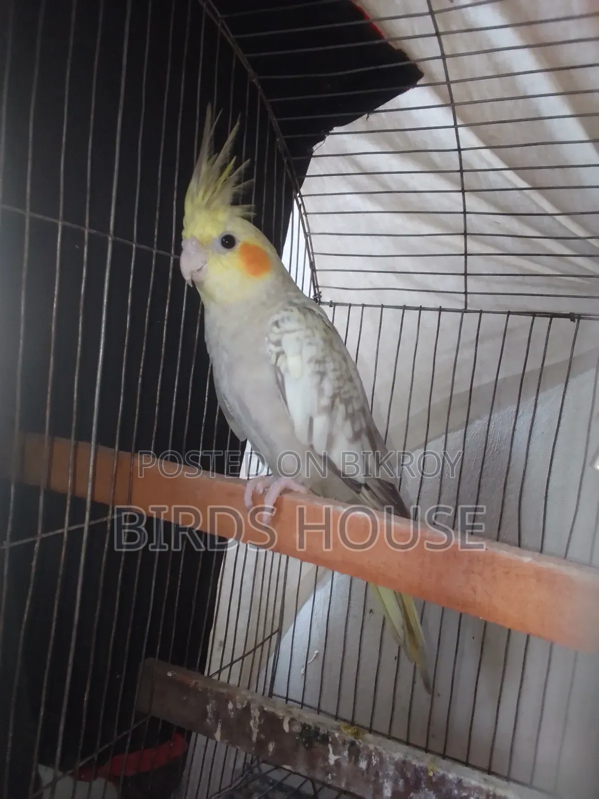 Cockatiel Cinnamon Pearl Female