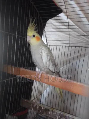 Cockatiel Cinnamon Pearl Female