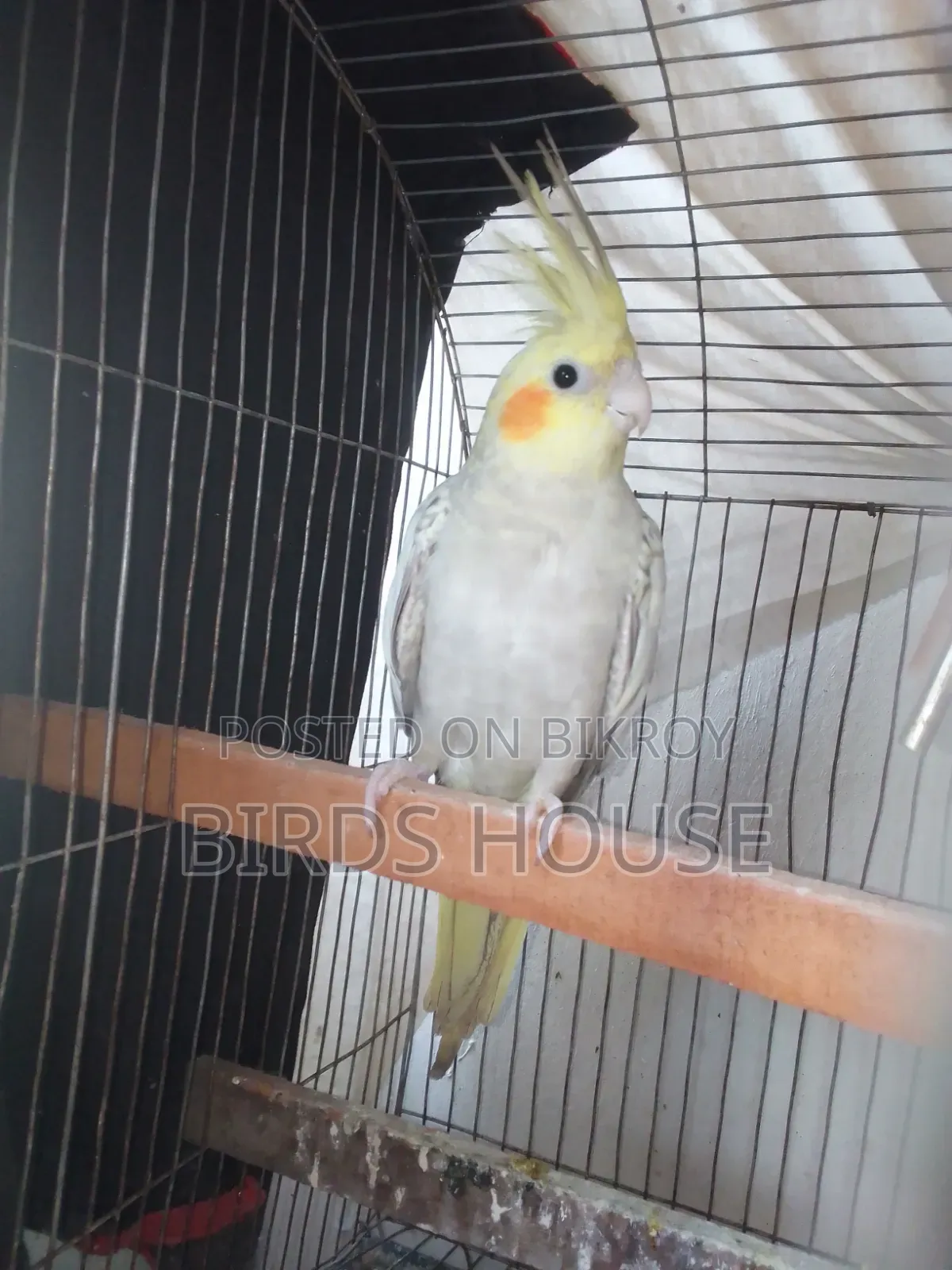 Cockatiel Cinnamon Pearl Female