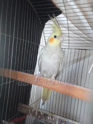 Cockatiel Cinnamon Pearl Female