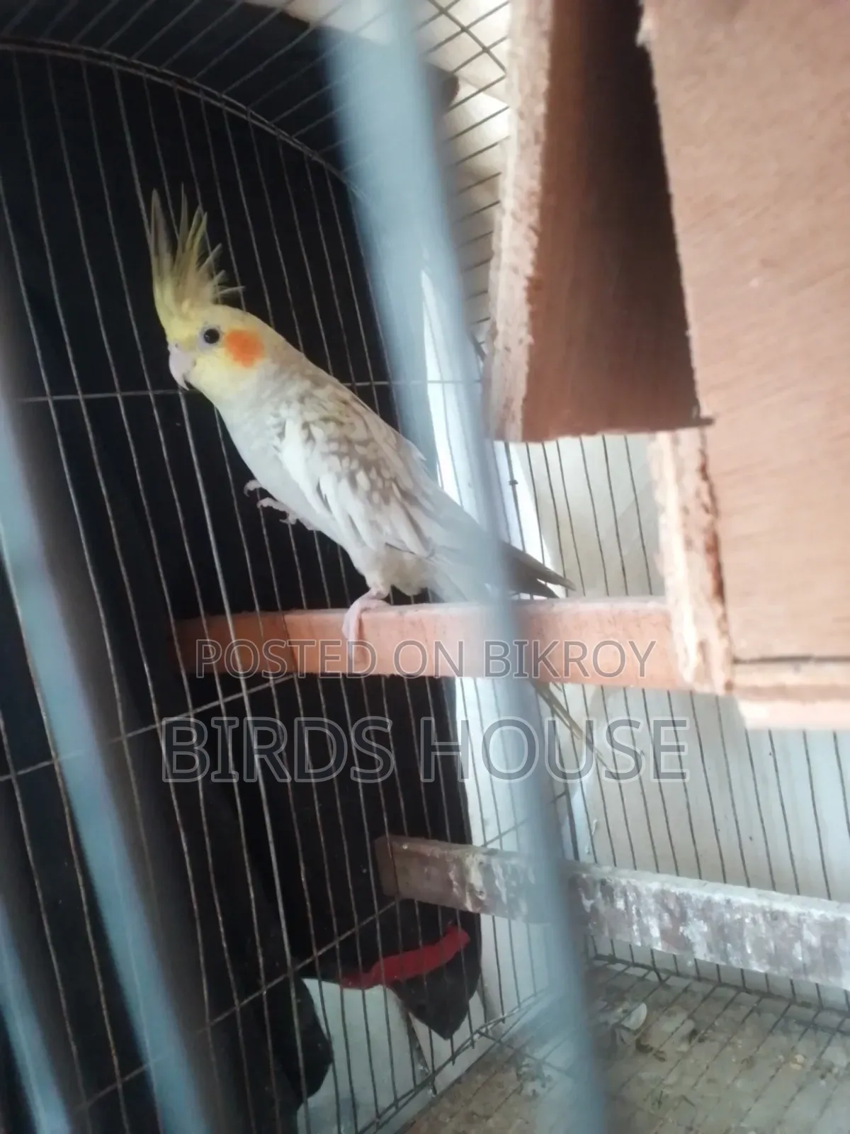 Cockatiel Cinnamon Pearl Female