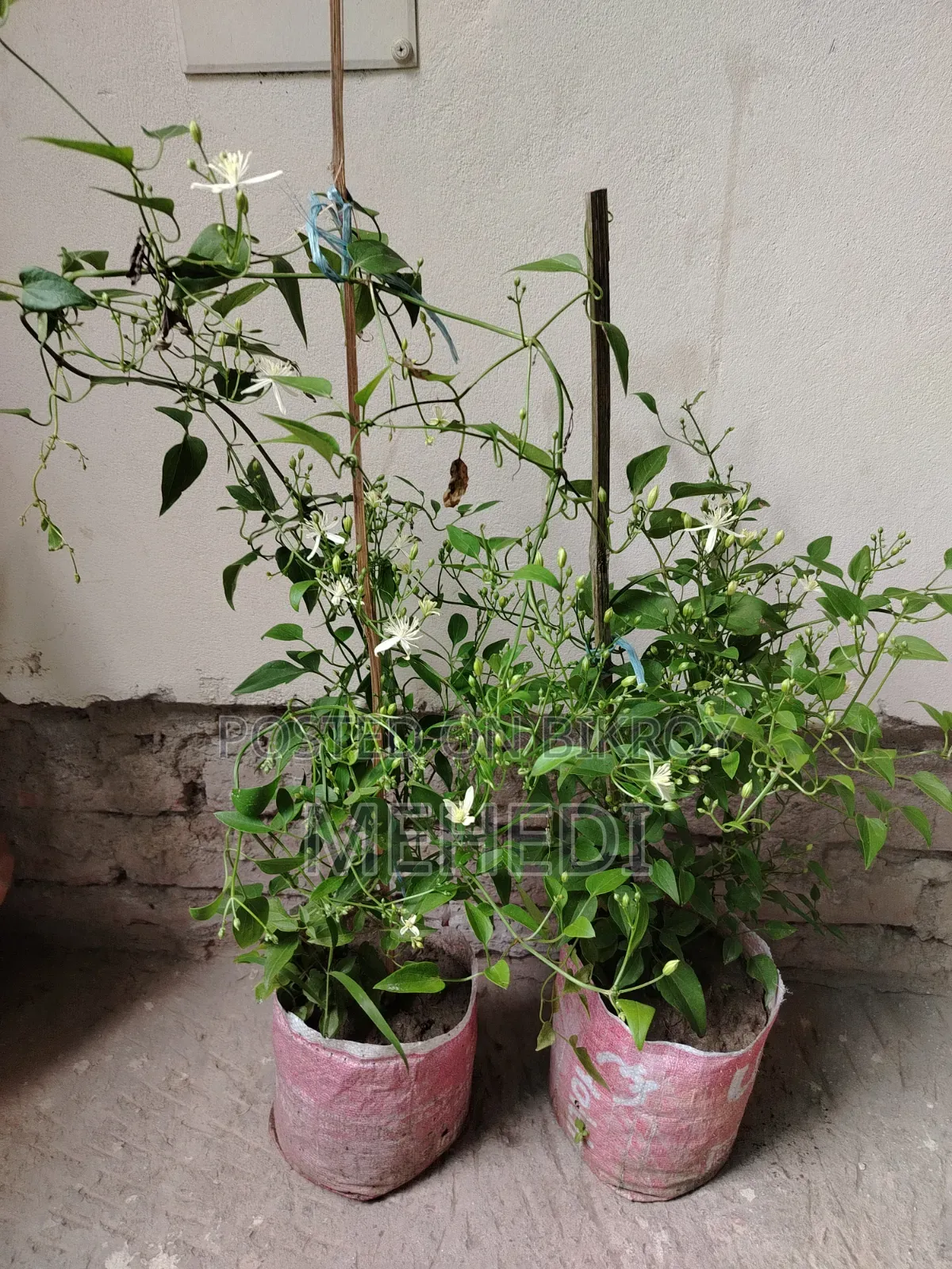Aromatic Jui Plant