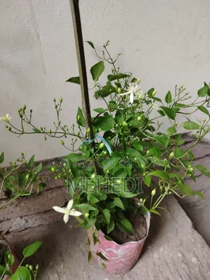 Aromatic Jui Plant