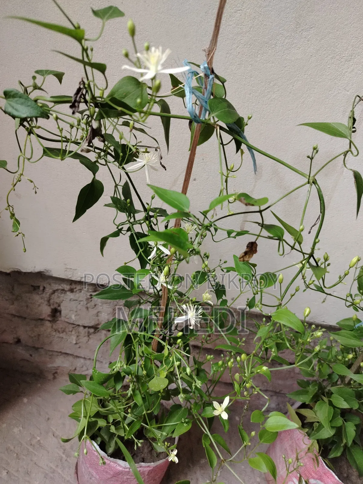 Aromatic Jui Plant