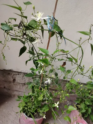 Aromatic Jui Plant